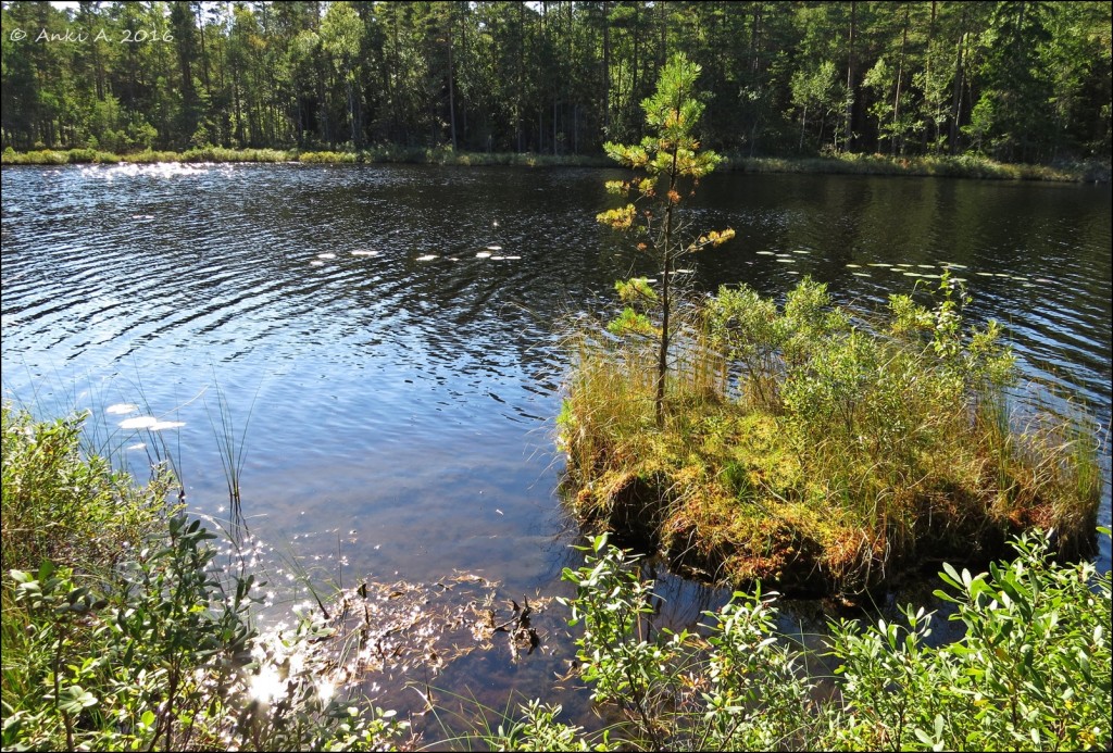 Fantastisk dag!