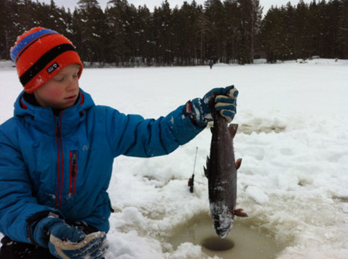 Öring fiske i Nävsjön
